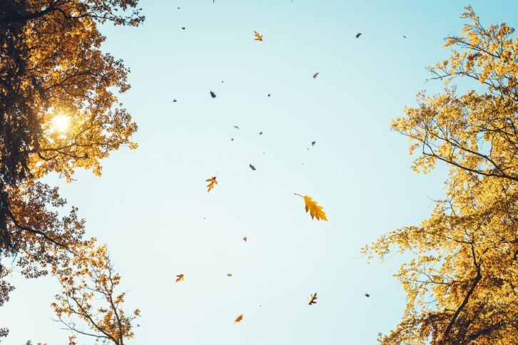 Autumn leaves and trees in the wind
