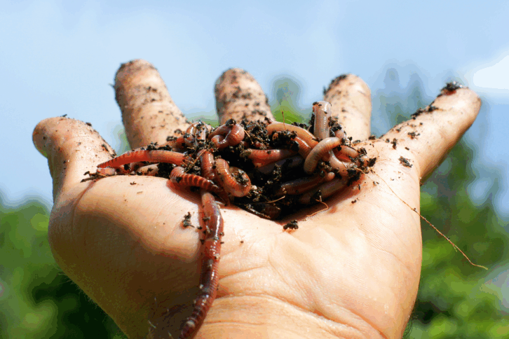 Hand holding dirt and worms
