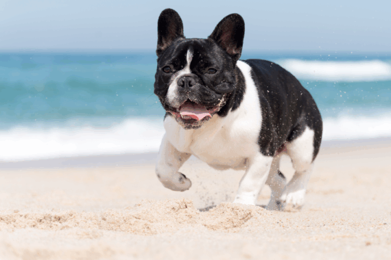 Dog running on the beach