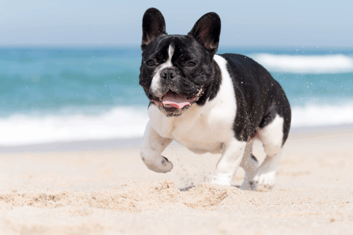 Dog running on the beach