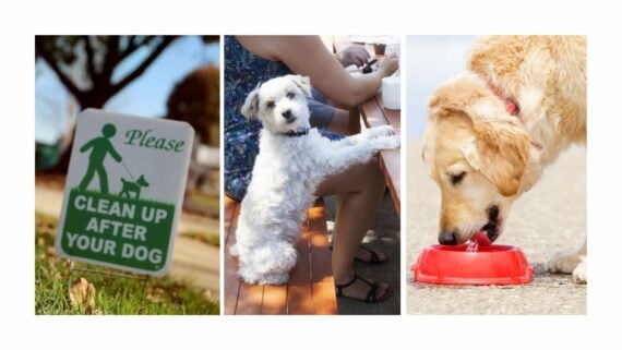 Dog park mistakes