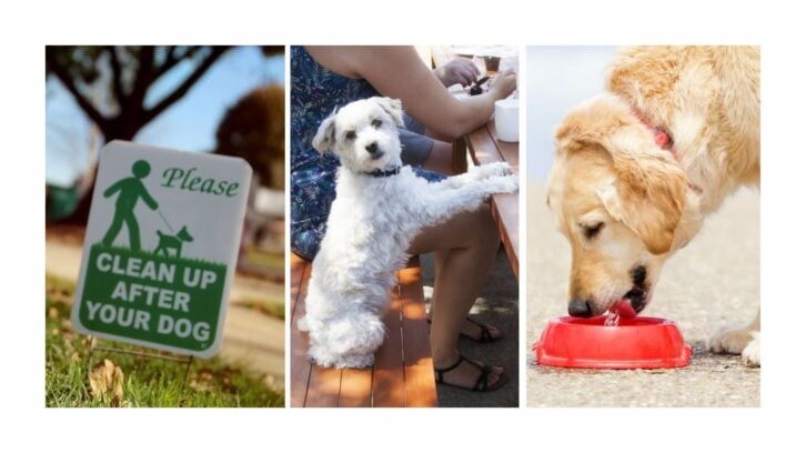 Dog park mistakes