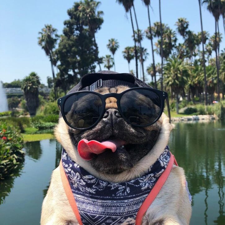 Manny the Frenchie