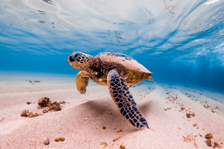 Sea turtle in the ocean