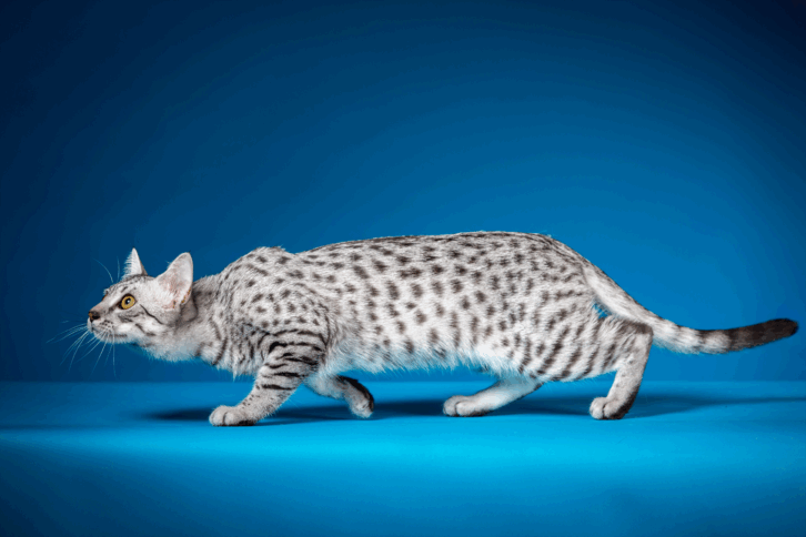 Egyptian Mau Cat walking predator-like, spotlight on it, blue gradient background