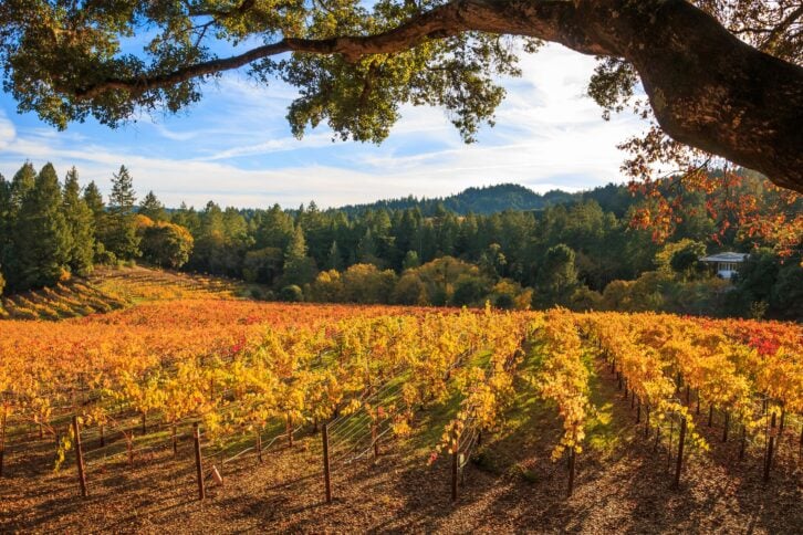 Napa valley vineyard in fall