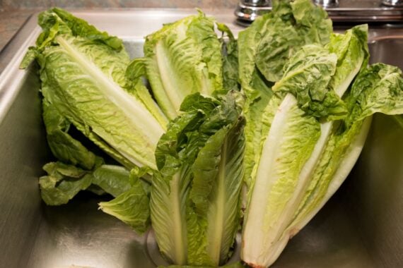 Five heads of romaine lettuce in a stainless steel sink, kitchen countertop on the top
