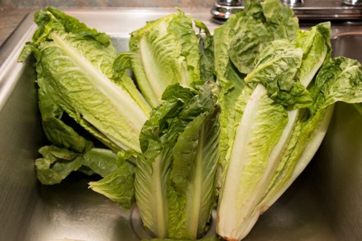 Five heads of romaine lettuce in a stainless steel sink, kitchen countertop on the top