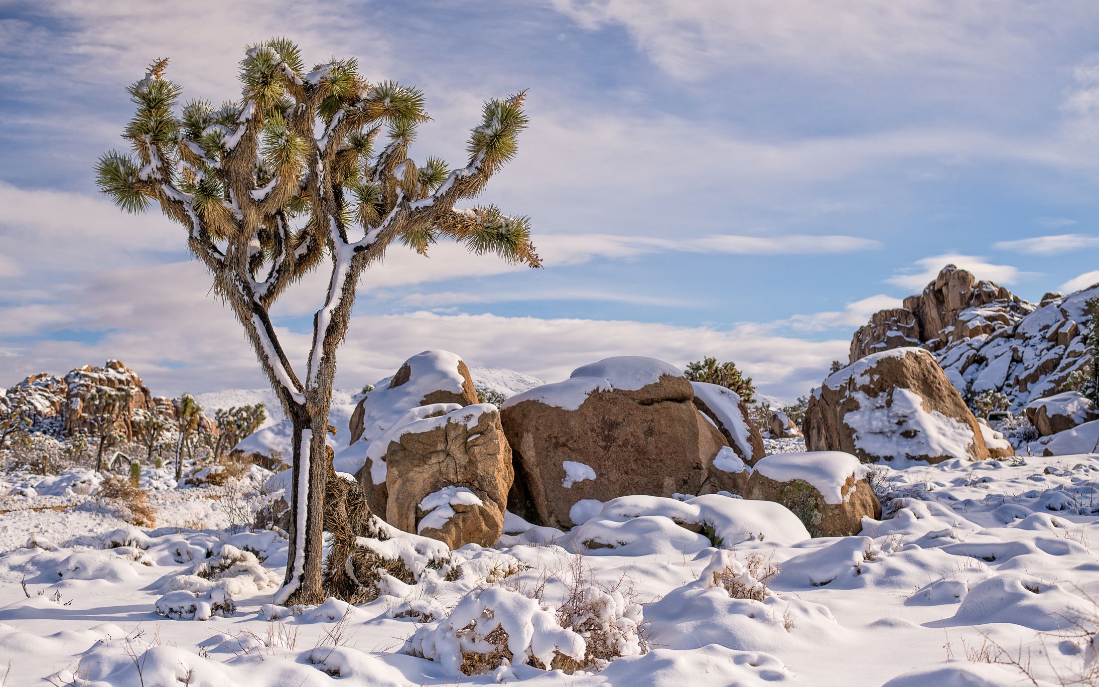 Winter in Joshua Tree National Park