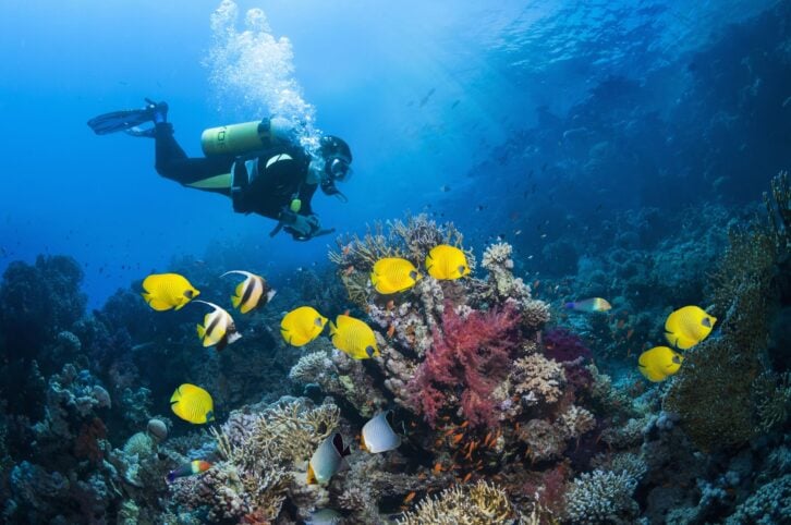 scuba diver