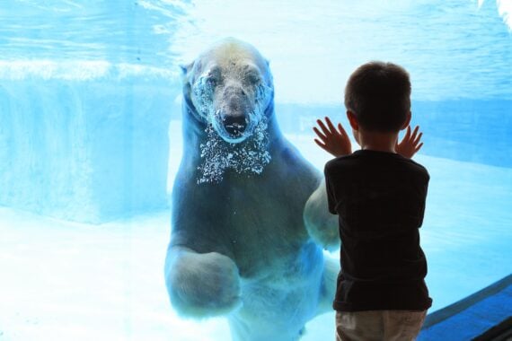 boy at aquarium looking at polar bear 