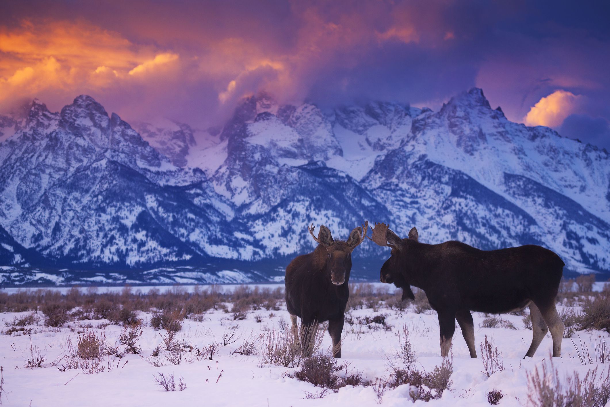 Two young bull moose gather together under a setting sun in Grand Teton National Park