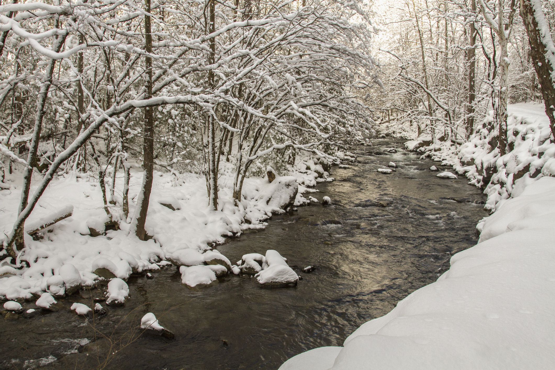Winter, Tremont, Great Smoky Mountains NP