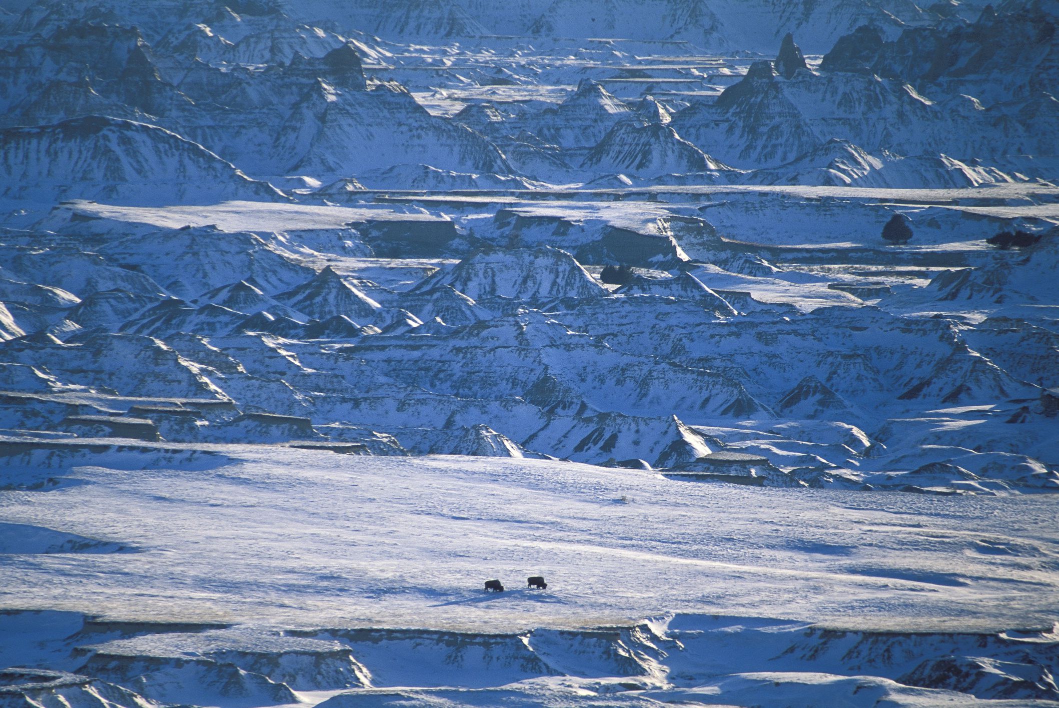 Bison in Winter, Badlands