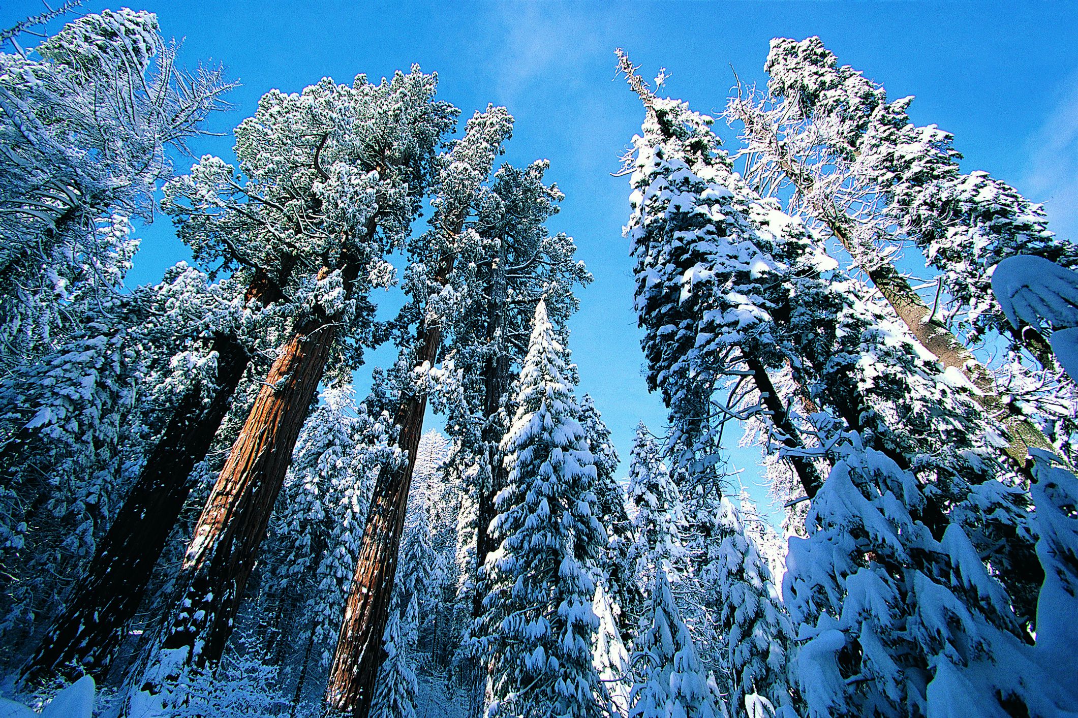 Giant Redwoods in winter, Sequoia National Park, California, USA
