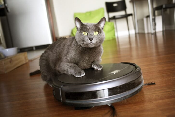 grey cat looking into camera, laying on robot vacuum on wood floor of a clean home