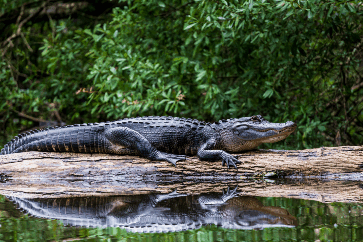 Alligator in the Everglades