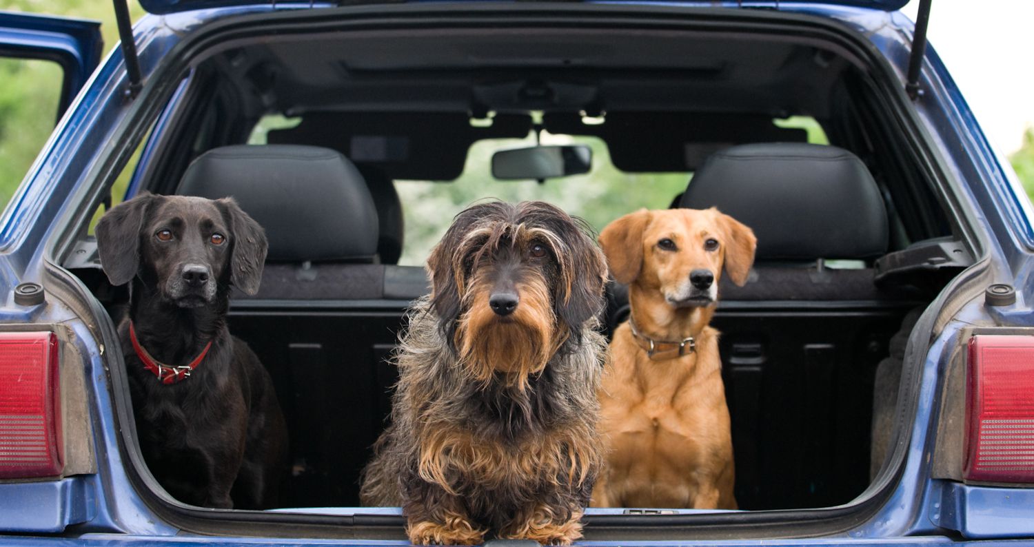 three dogs ready for the off