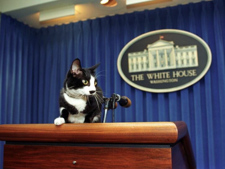 Socks at the White House Press Briefing Room lectern in 1993