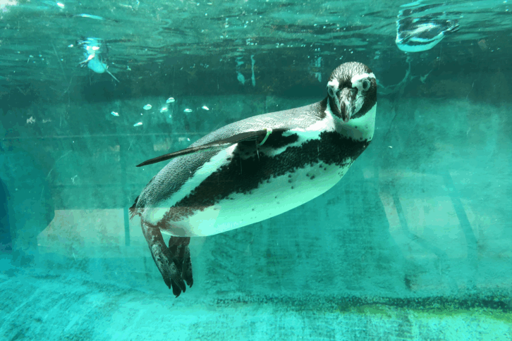 Philadelphia Zoo Penguin