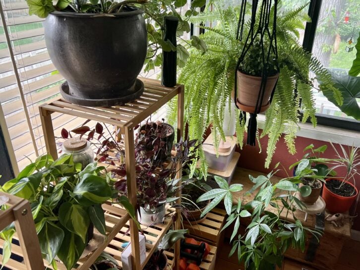 A photo of many plants, both on plant stands and hanging, in a sunroom.