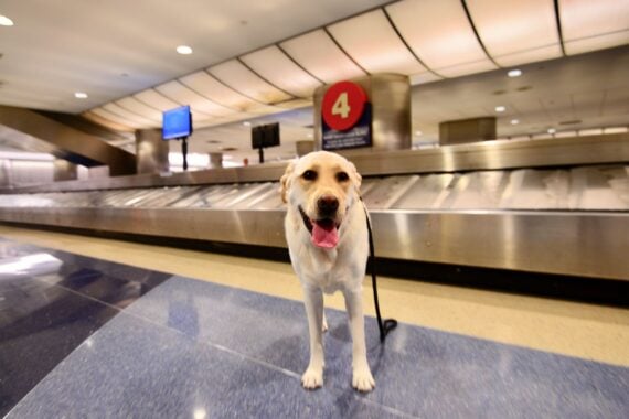Dog near luggage claim in an airport