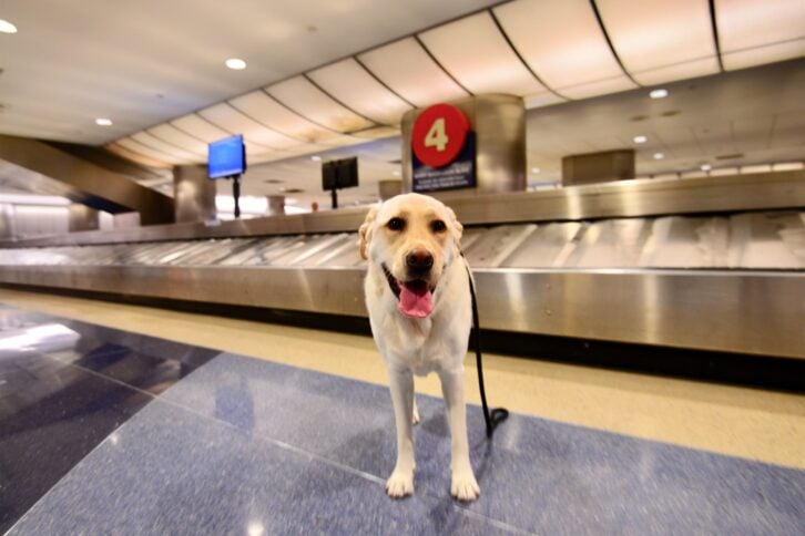 Dog near luggage claim in an airport
