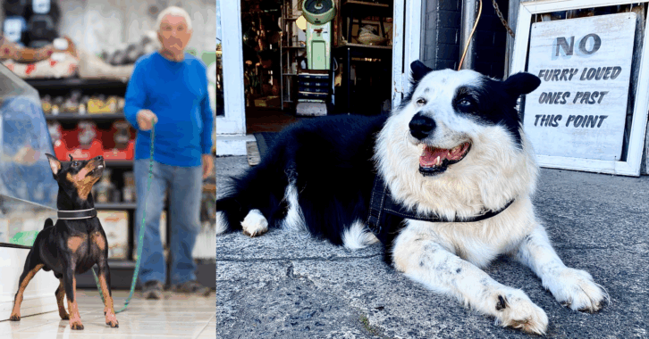 Two Images of Dogs in Relation to Stores, One in a Pet Store With Owner and the Other Sitting Outside a Store
