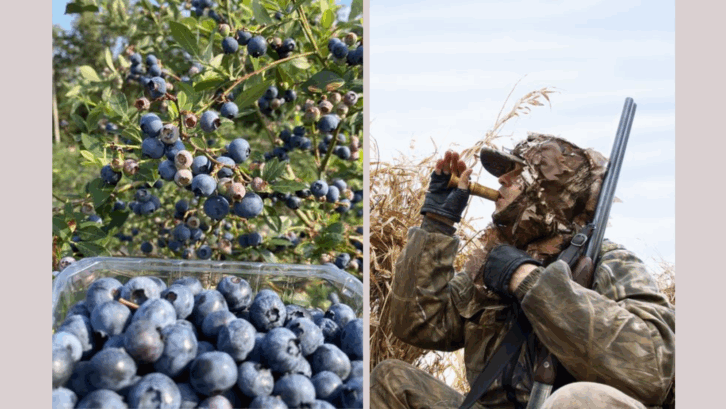 Unique "Capitals" Around the U.S., like blueberries and rodeos