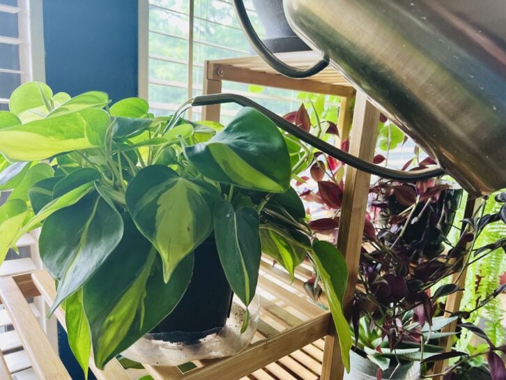 A brass watering can is pouring water into a Pilea plant that's perched on a bamboo plant stand.