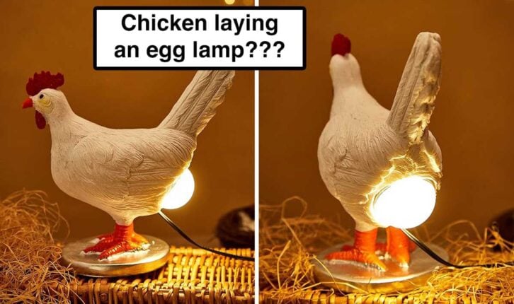 Chicken laying an egg lamp thumbnail