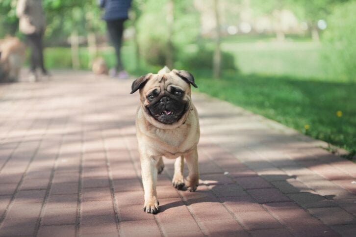 small pug running on a walkway in public park