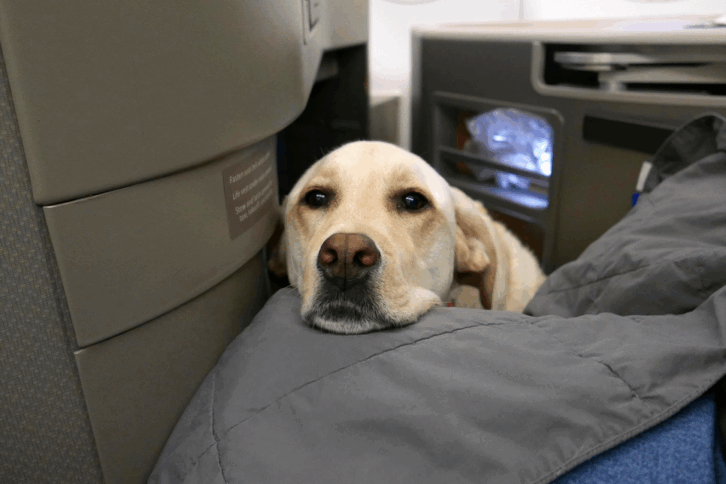 dog on an airplane