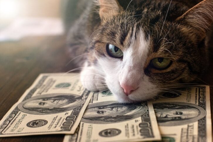 cat on $100 bills