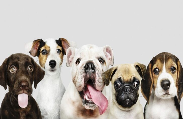 dog breeds
