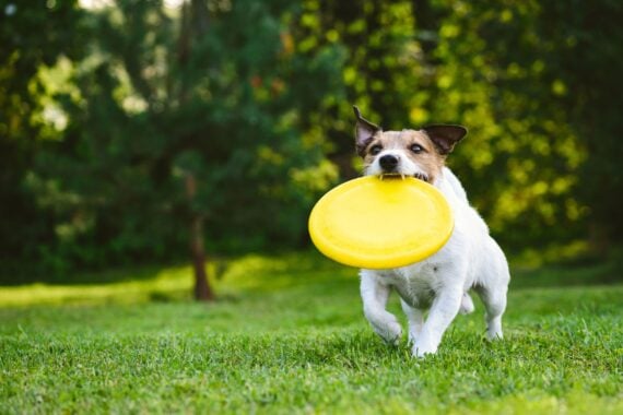 dog running through glass with flying plastic disk