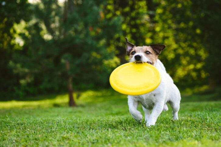 dog running through glass with flying plastic disk