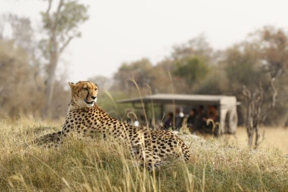 Animal cheetah wildlife safari drive savanna nature cat Africa grass