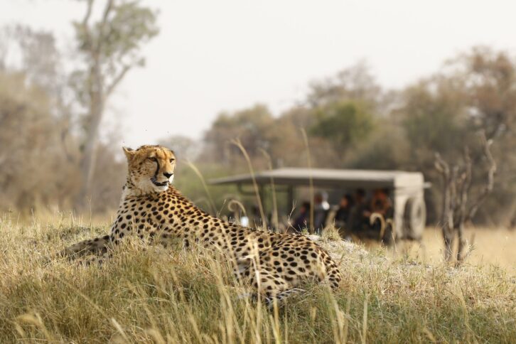 Animal cheetah wildlife safari drive savanna nature cat Africa grass