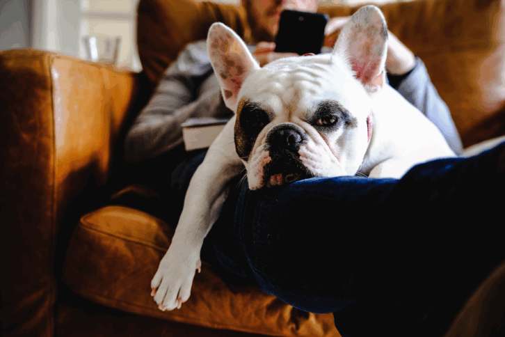 French Bulldog sleeping on man using his smart phone