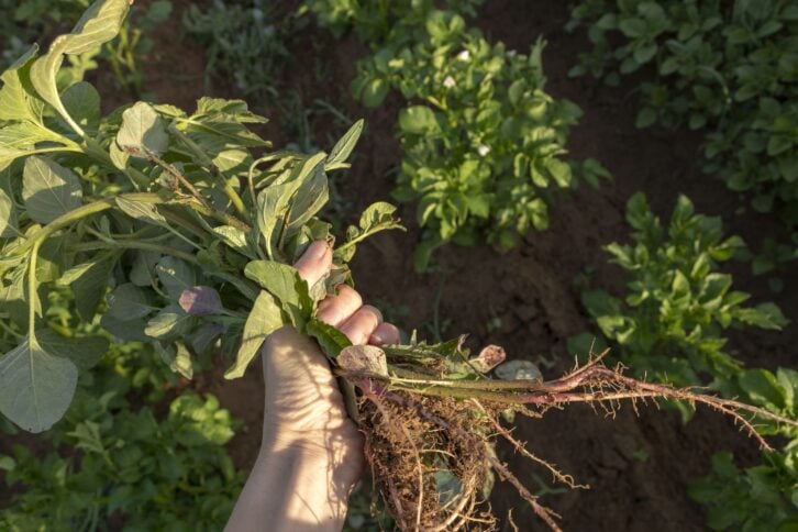 Weeding in the vegetable garden, closeup