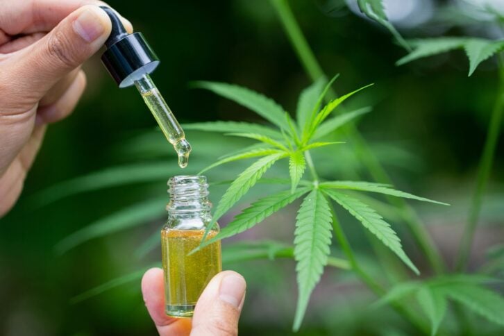 hands holding bottle of cbd oil, marijuana plant in background