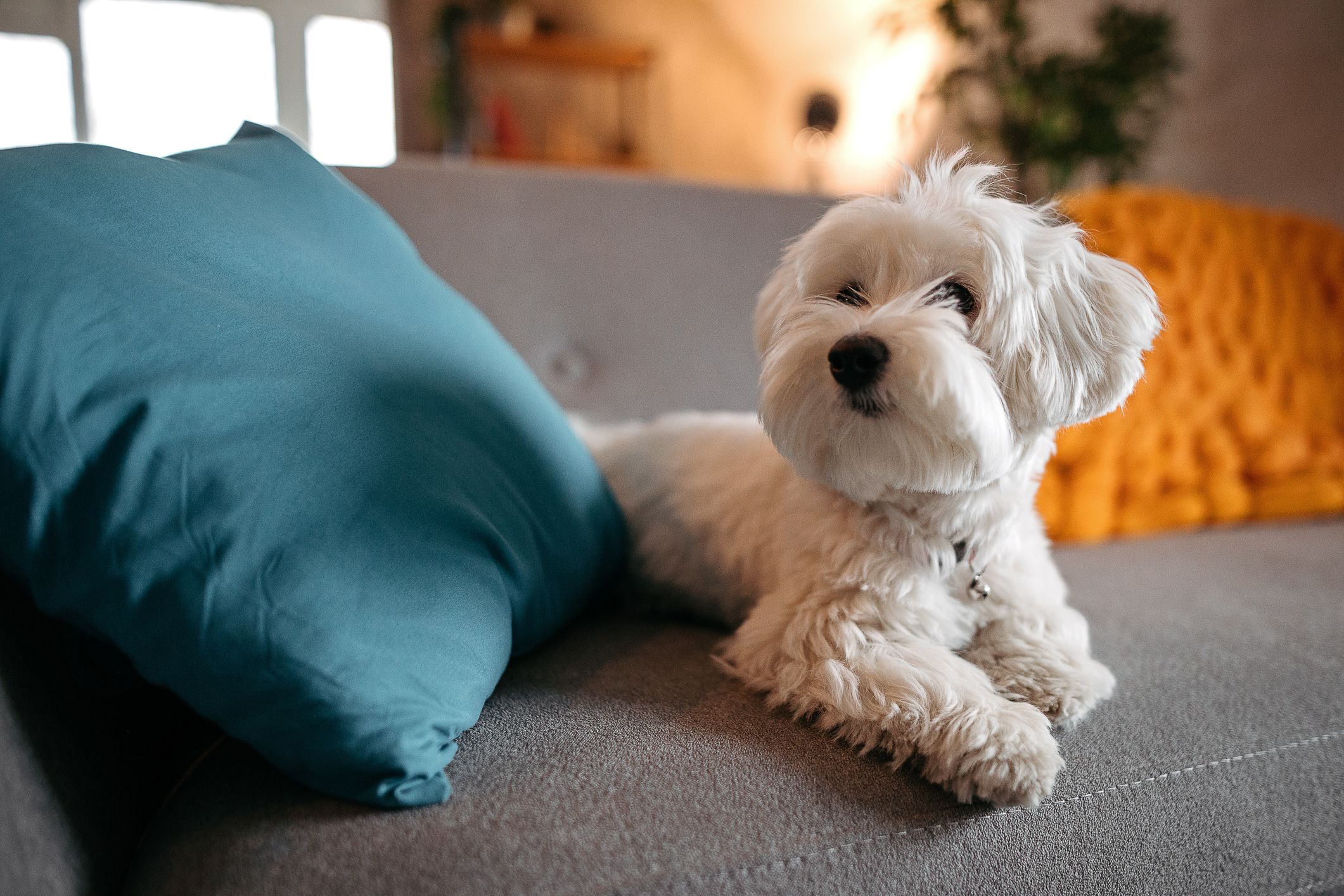 Image showcasing Best Dog Breeds for Apartments and Small Living Spaces