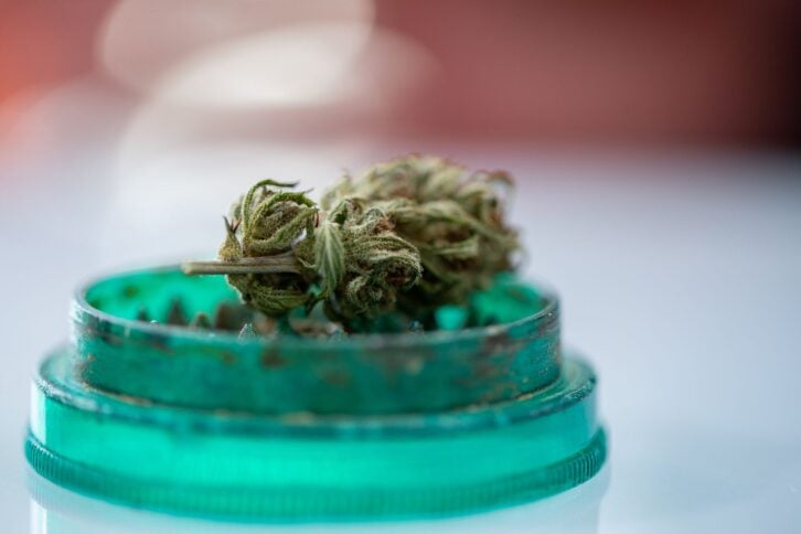 Close-up of Dry Cannabis Bud in Plastic Grinder.