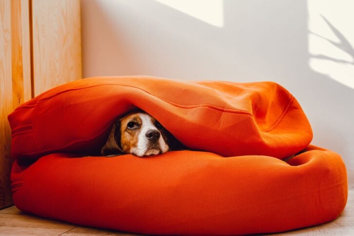 Beagle dog using human furniture as his dog bed.