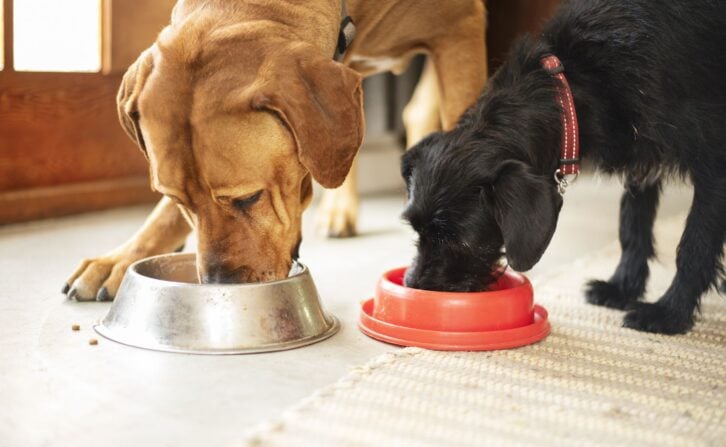 Two cute dogs eating dinner from their food bowls on the floor of their home