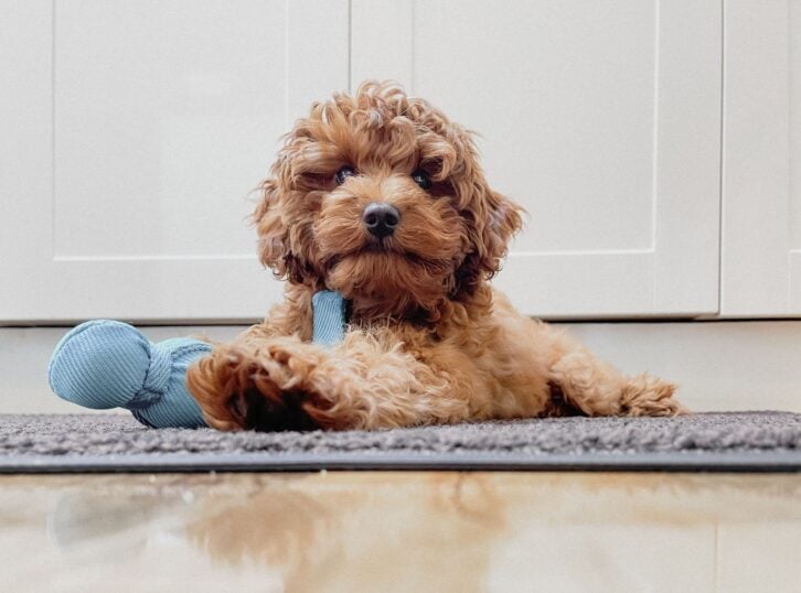 A cute puppy is laying down with a toy
