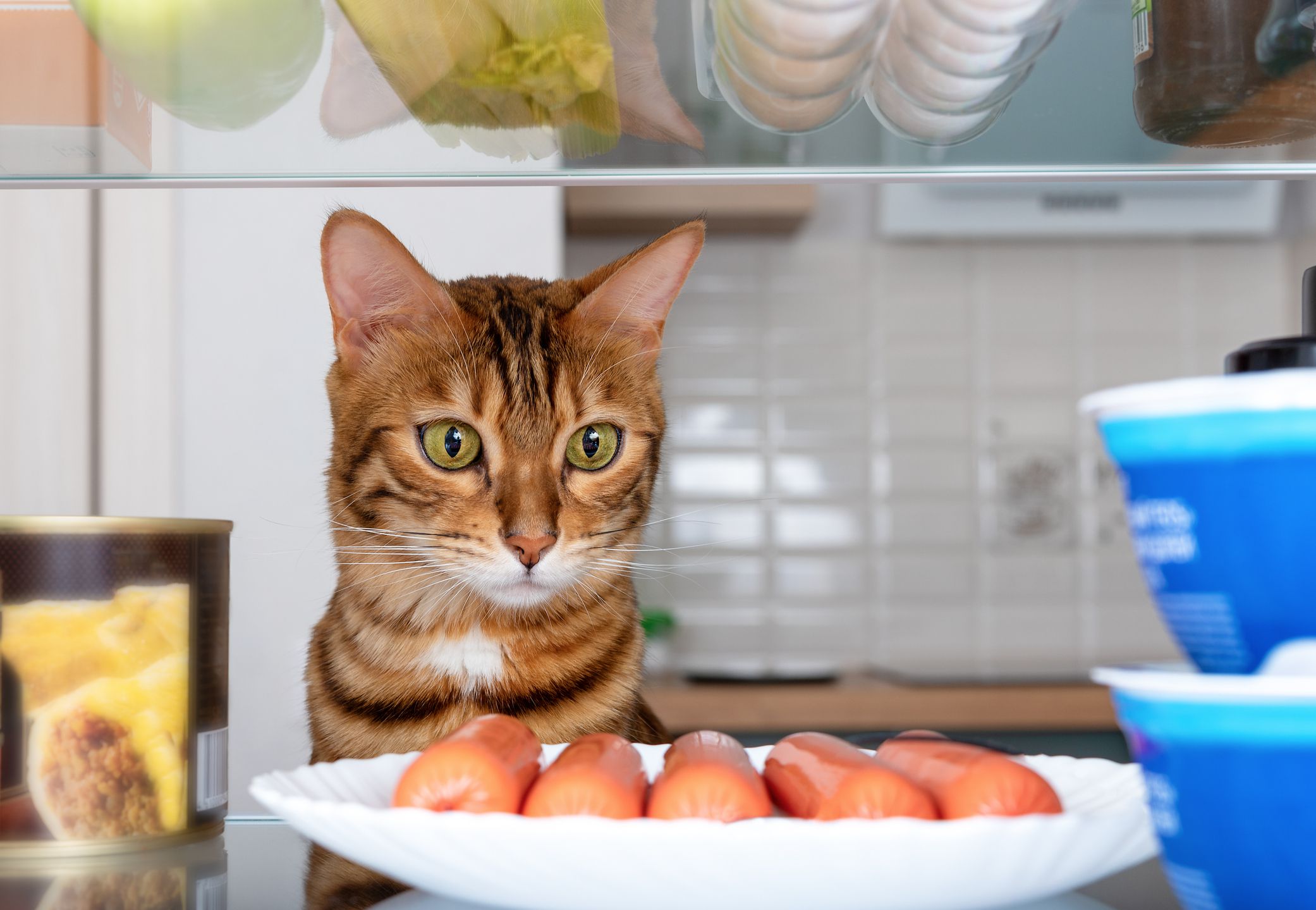 A funny Bengal cat in the refrigerator looks at a plate of sausages. Feeding pets