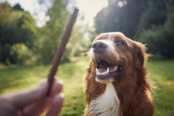 Pet owner holding treat for his dog. Nova Scotia Duck Tolling Retriever during obedience training.