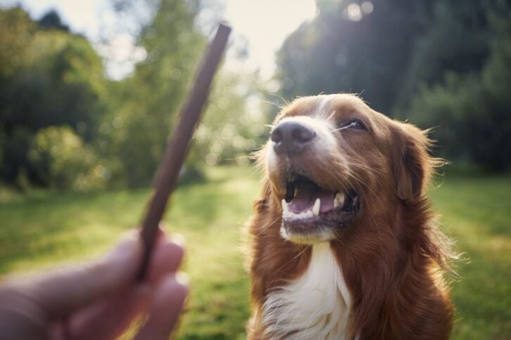 Pet owner holding treat for his dog. Nova Scotia Duck Tolling Retriever during obedience training.